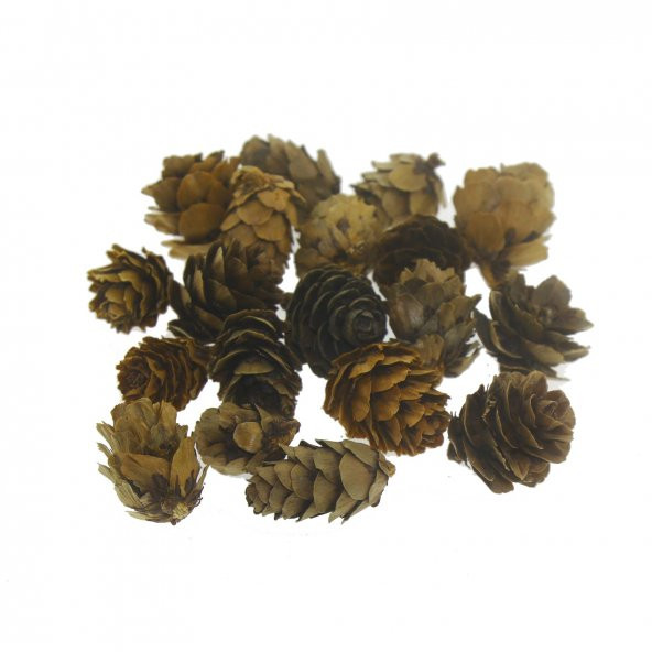 Doğal Kozalak 2-3cm 75gr. (50-55 Adet) ürün görseli 1