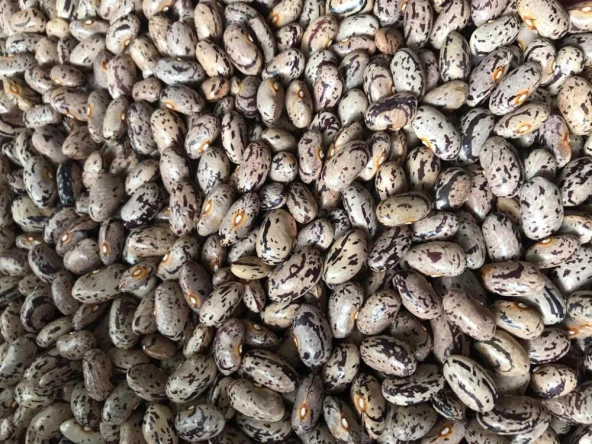 Yerli Ata Tohumu Sırık Uzun-Enli Geç Turşuluk Fasulye 25 Gr (Alacalı) ürün görseli 1