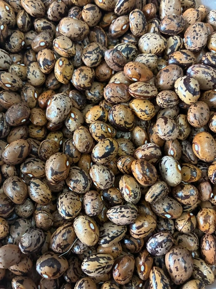 Yerli Ata Tohumu Sırık Uzun-Enli Erken Turşuluk Fasulye 25 Gr (Alacalı) ürün görseli 1