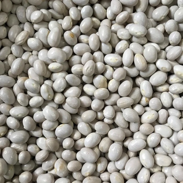 Yerli Ata Tohumu Oturak Güzlük Erken Fasulye 25 Gr ürün görseli 1