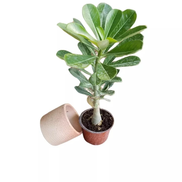 HEDİYELİK Adenium Çöl Gülü Çiçeği Fidanı (Dekoratif Saksı HEDİYELİ) ürün görseli 1