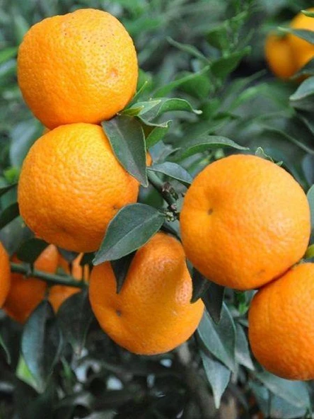 5 Yaş Aşılı Minyatür Çin Turuncu Fidanı +100 cm ürün görseli 1