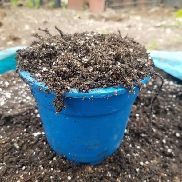 TANEMİX Narenciye Fidanları İçin Gübre Katkılı Torf Toprak Karışımı 25 LT ürün görseli 1