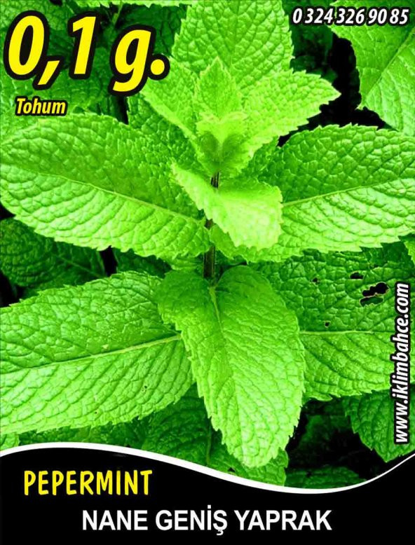 Nane Tohumu Geniş Yaprak - ~0,035 G  (~ Takribi 130 Tohum) ürün görseli 1