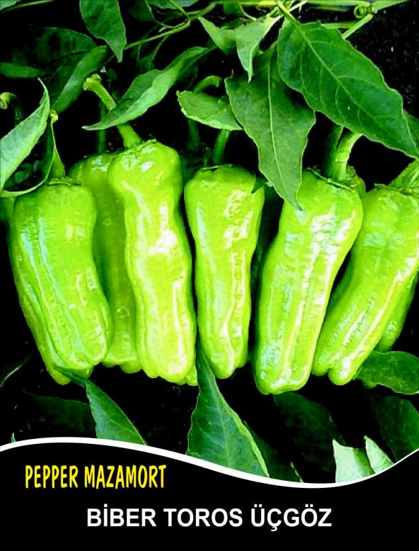 Biber Tohumu Mazamort Üçgöz - 10 G (~ Takribi 800 Tohum) ürün görseli 1