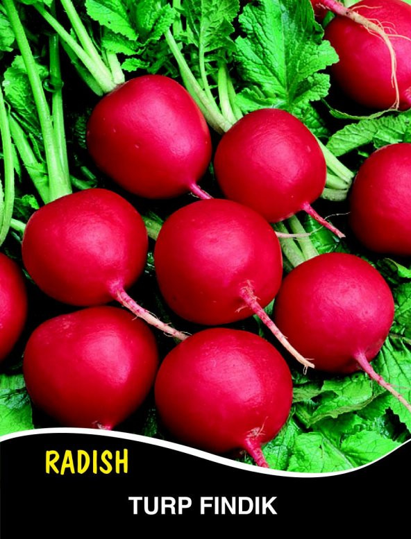 Turp Tohumu Fındık Cherry Belle - 10 G (~ Takribi 600 Tohum) ürün görseli 1