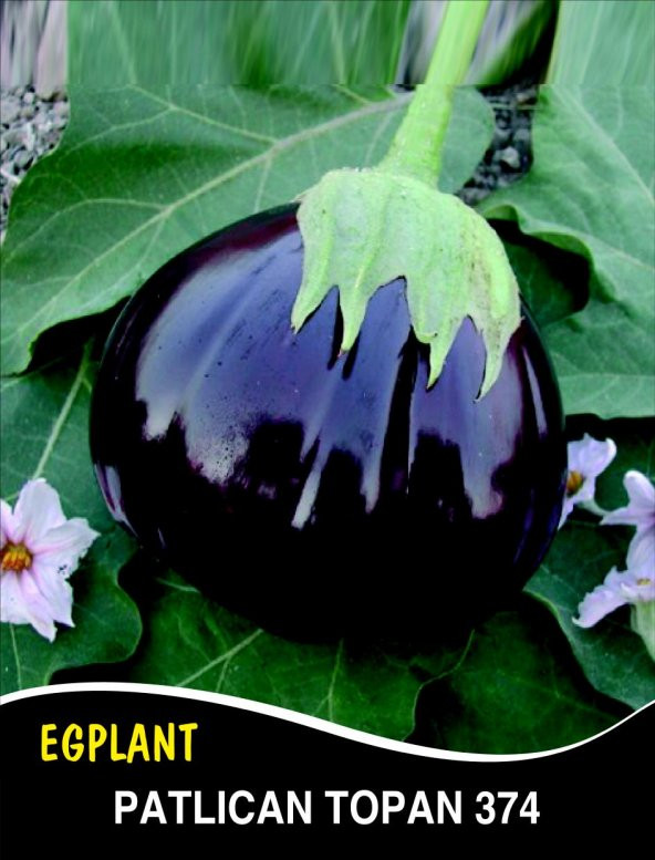 Patlıcan Tohumu Topan 374 - 10G (~ Takribi 1300 Tohum) ürün görseli 1