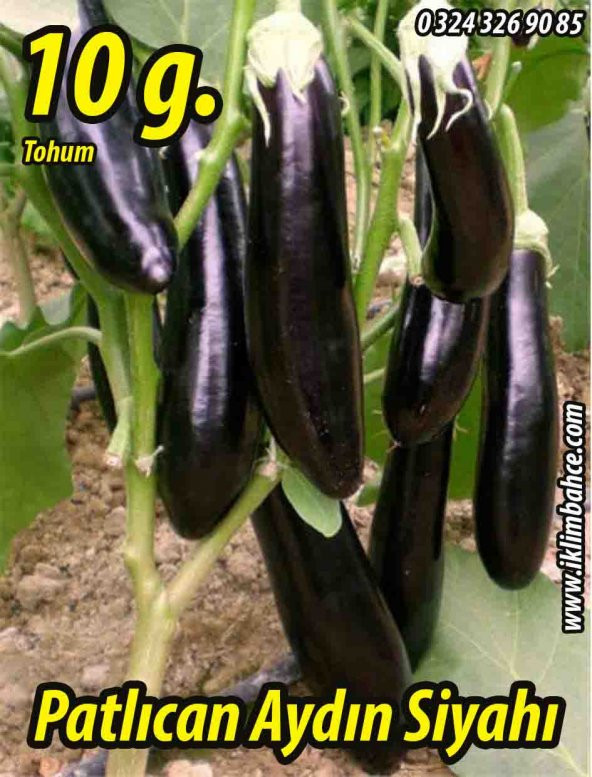 Patlıcan Tohumu Aydın Siyahı 55 - 10 G. (~ Takribi 1300 Tohum) ürün görseli 1