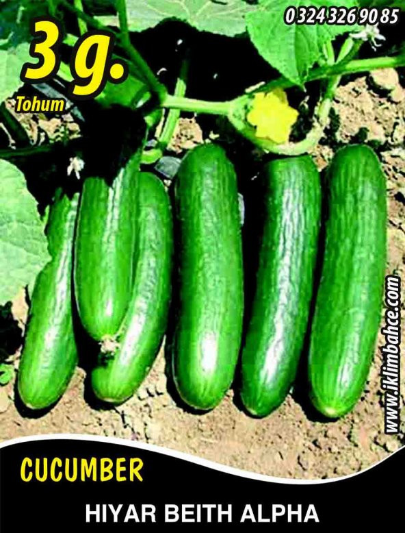 Hıyar Tohumu Salatalık Beith Alpha - 3 G (~ Takribi 60 Tohum) ürün görseli 1