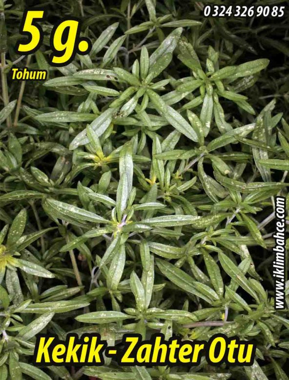 Kekik Tohumu Zahter Satureja Hortensis L  - 5 G.  (~ Takribi 1250 Tohum) ürün görseli 1
