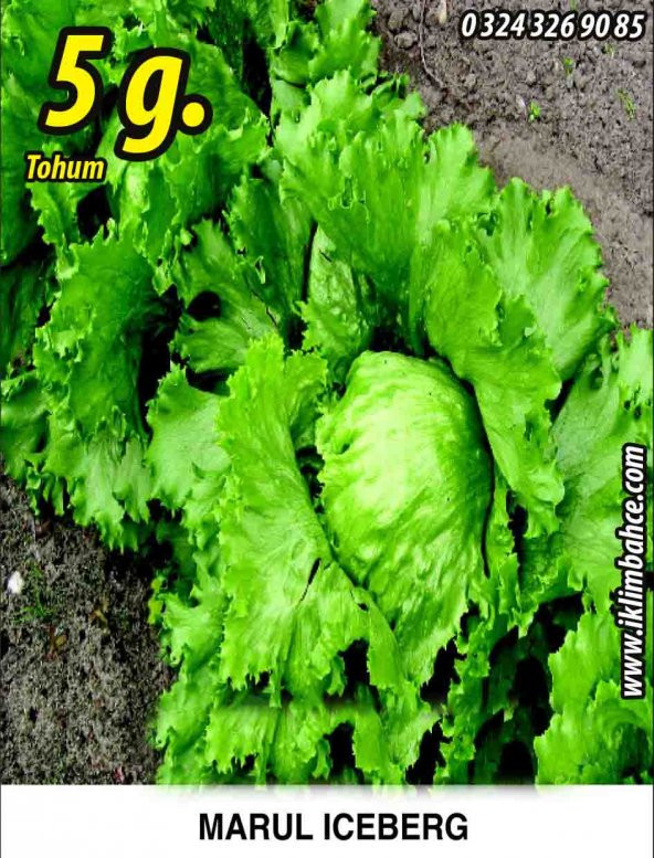 Marul Tohumu Iceberg - 5 G. (~ Takribi 2750 Tohum) ürün görseli 1