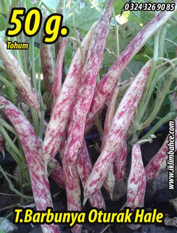 Barbunya Tohumu Oturak Hale - 50 G. ürün görseli 1