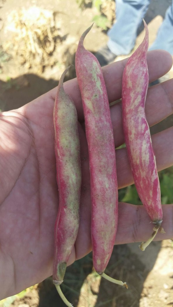 Barbunya Tohumu Oturak Hale - 50 G. - Resim 2