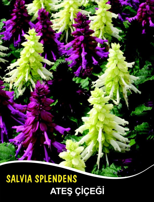 Ateş Çiçeği Tohumu - Salvıa Splendens (~ Takribi 50 Tohum) ürün görseli 1