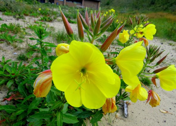 Ezan Çiçeği Tohumu 1 - Oenothera (~ Takribi 50 Tohum) ürün görseli 1
