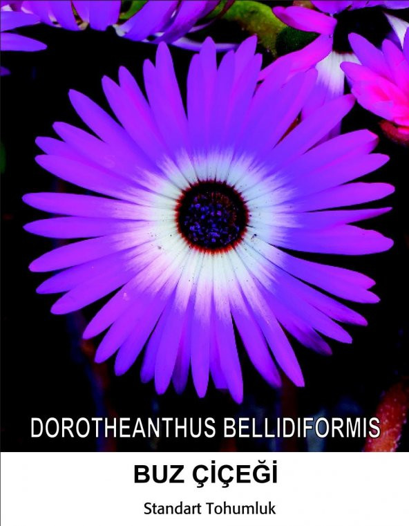 Buz Çiçeği Tohumu 1- Mesenbryanthemum Albatum (~ Takribi 40 Tohum) ürün görseli 1