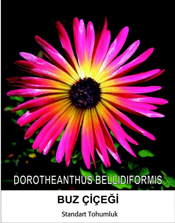 Buz Çiçeği Tohumu 2- Mesenbryanthemum Albatum (~ Takribi 40 Tohum) ürün görseli 1
