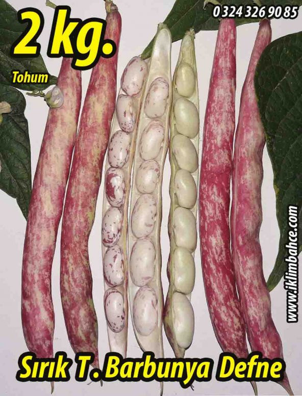 Barbunya Tohumu Sırık Defne - 2 Kg ürün görseli 1