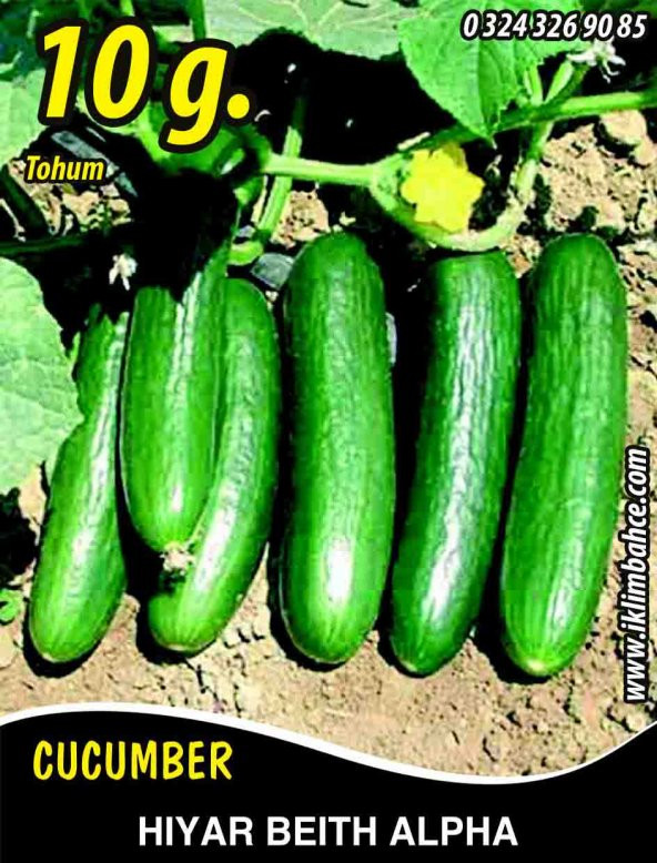 Hıyar Tohumu Salatalık Beith Alpha - 10 G (~ Takribi 200 Tohum) ürün görseli 1