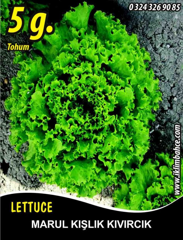Marul Tohumu Kışlık Kıvırcık - 5 G. (~ Takribi 2750 Tohum) ürün görseli 1