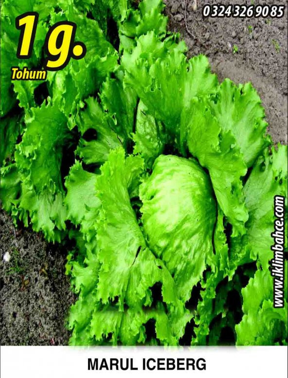 Marul Tohumu Iceberg - 1 G. (~ Takribi 550 Tohum) ürün görseli 1