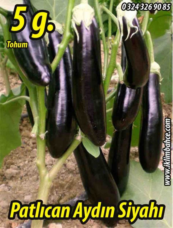 Patlıcan Tohumu Aydın Siyahı 55 - 5 G. (~ Takribi 650 Tohum) ürün görseli 1