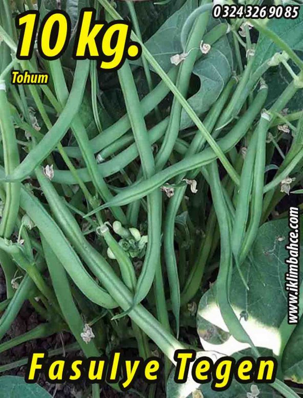 Fasulye Tohumu Tegen  ( Oturak ) - 10 KG ürün görseli 1