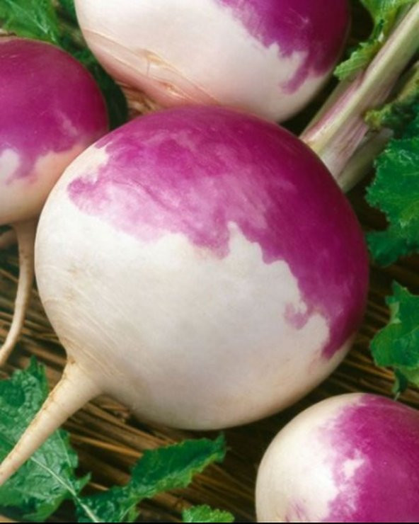Yem Şalgamı Tohumu- 1 KG ürün görseli 1