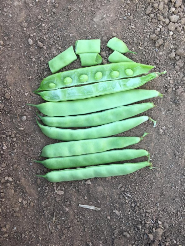 Fasulye Tohumu Özlem  ( Sırık ) - 2 Kg ürün görseli 1