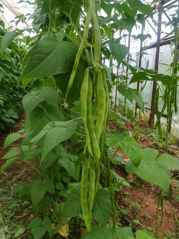 Fasulye Tohumu Safiye ( Sırık ) - 2 Kg ürün görseli 1