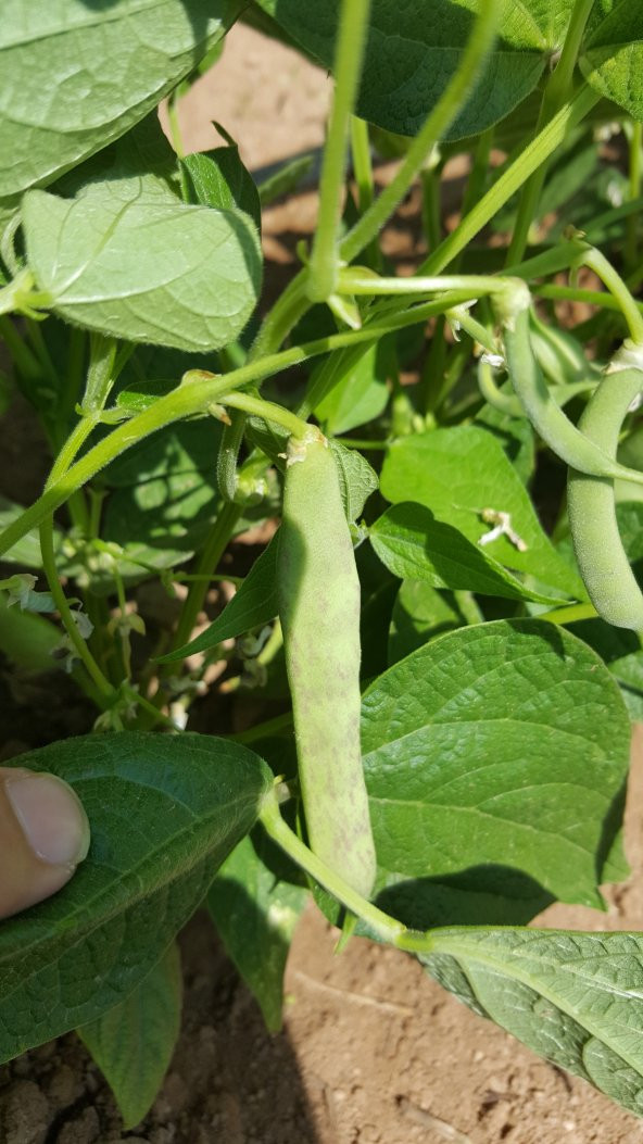 Barbunya Tohumu Karlı Beyaz Oturak 50 g. - Resim 3