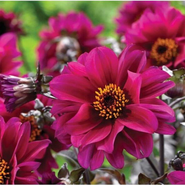 Yıldız Çiçeği Çiçek Tohumu - Dahlia (~ Takribi 30 Tohum) ürün görseli 1