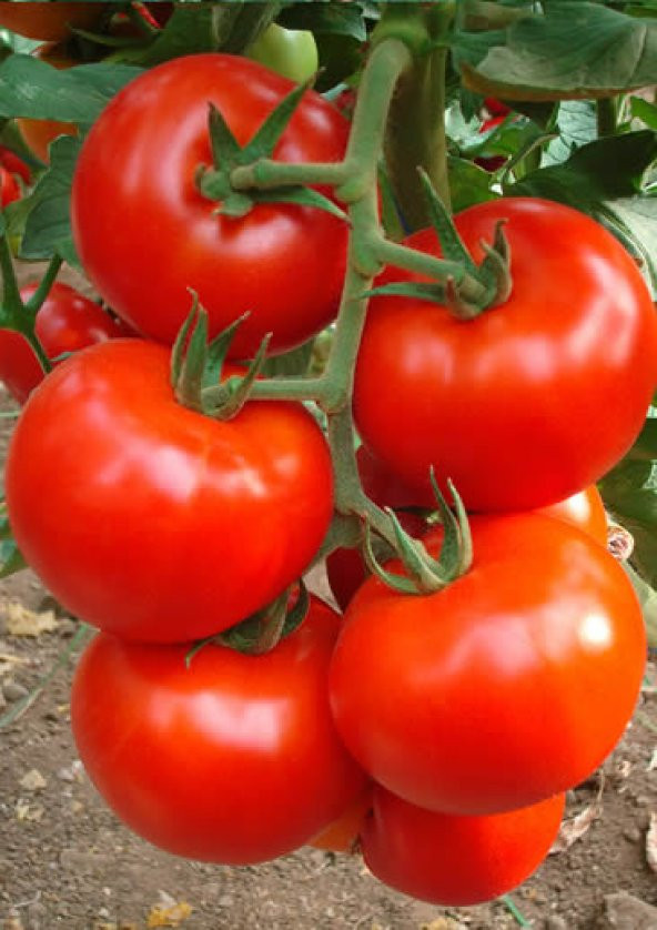 HİBRİT SIRIK TANE DOMATES TOHUMU - 10 ADET TOHUMLUK ürün görseli 1