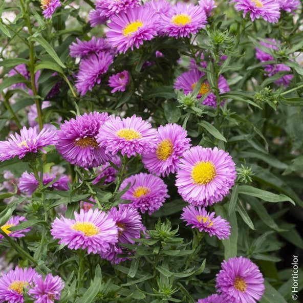 Çin Aster Çiçek Tohumu - Callistephus Chinensis (~ Takribi 40 Tohum) ürün görseli 1