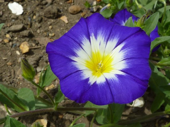 Gündüz Sefası  Çiçek Tohumu - Convolvulus Tricolor (~ Takribi 10 Tohum) ürün görseli 1