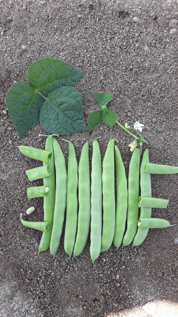 Fasulye Tohumu Roberto ( Oturak ) - 2 Kg ürün görseli 1