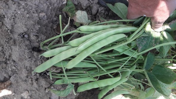 Fasulye Tohumu Roberto ( Oturak ) - 2 Kg - Resim 2