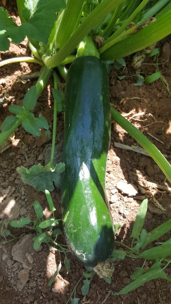 Kabak Tohumu Siyah (Kolsuz) 100 g. - Resim 2
