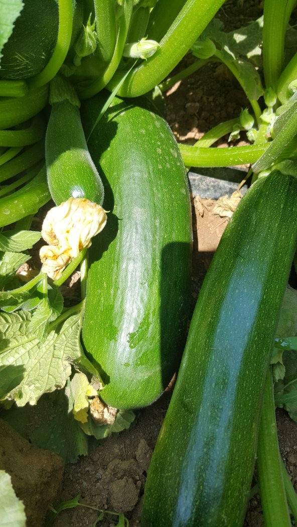 Kabak Tohumu Siyah (Kolsuz) 100 g. - Resim 4