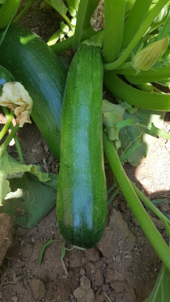 Kabak Tohumu Siyah (Kolsuz) 100 g. - Resim 5