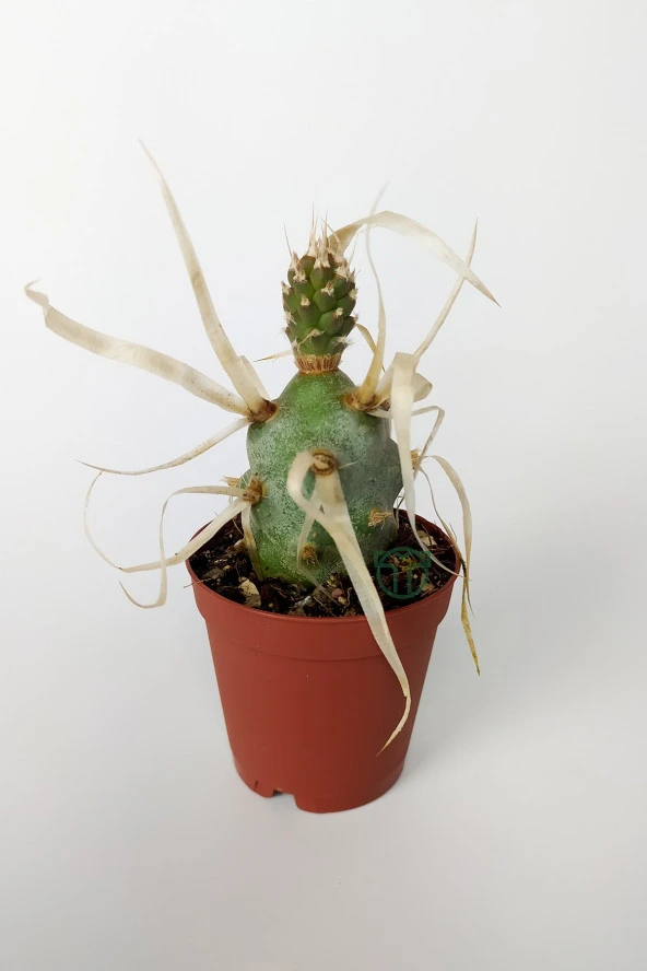Tephrocactus Articulatus var. Papiracantus Kağıt Omurga Kaktüsü Özel Tür Nadir Kaktüs 5.5 cm Saksıda ürün görseli 1
