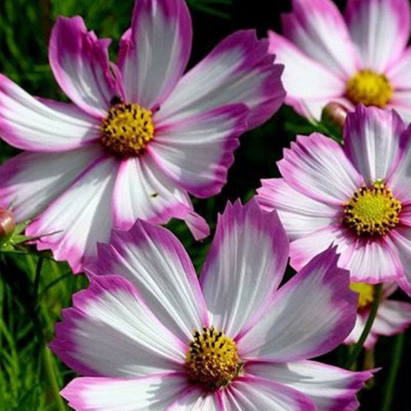Cosmos Bipinnatus Picotee Çiçek Tohumu ürün görseli 1