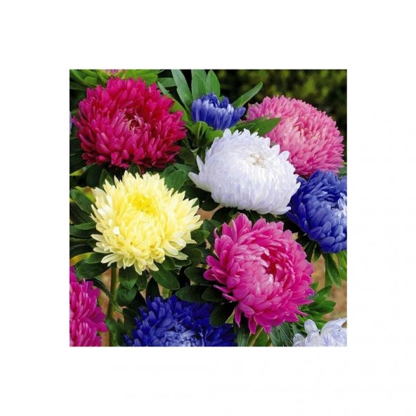 Aster Papatyası (Ponpon Papatya) Tohumu 10 12 Adet ürün görseli 1
