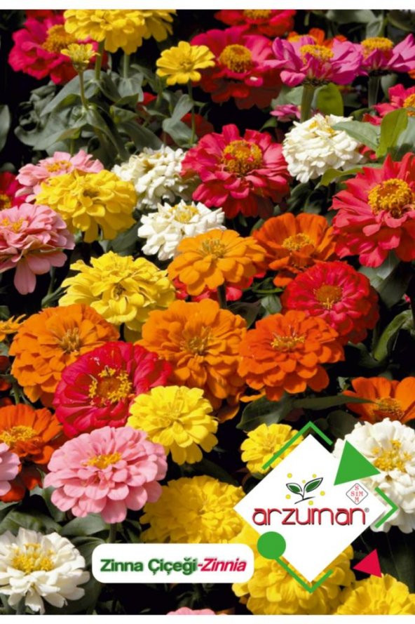 Zinna Zinnia Çiçek Tohumu 30 Adet ürün görseli 1