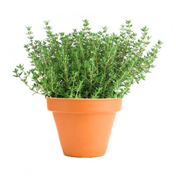 Paket 500 Adet Tohum Aromatik Doğal Dağ Kekiği Tohumu Kekik ürün görseli 1