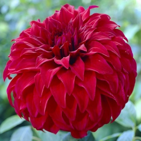 10 Adet Kırmızı Dahlia Çicek Tohumu 10 Adet Gül Tohumu ürün görseli 1