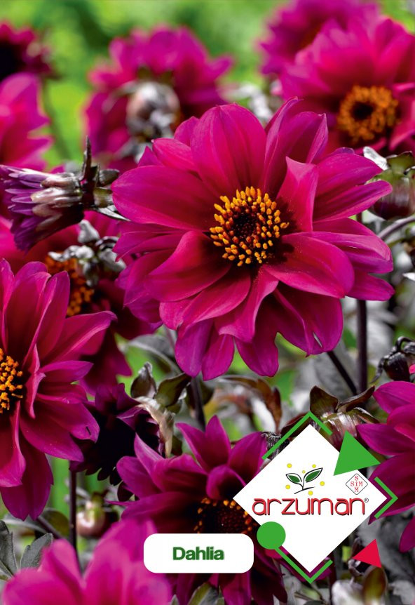 Arzuman Dahlia Dahlia Çiçek Tohumu 30 Adet ürün görseli 1