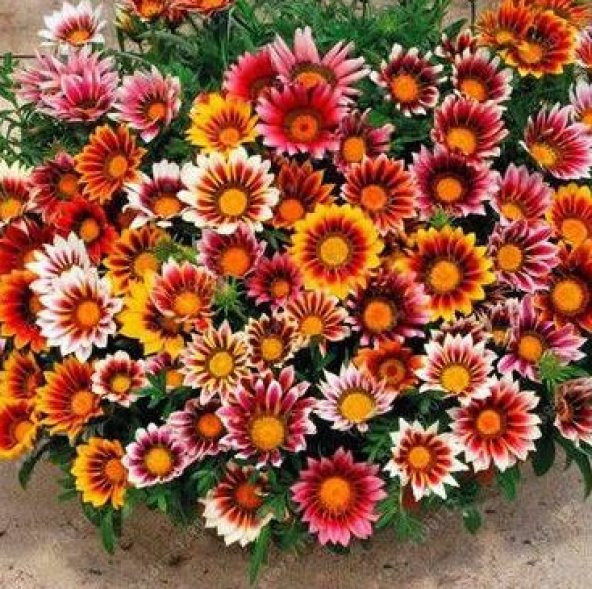 Simagro Çiçek Tohumları Yıldız Çiçeği 30 Adet ürün görseli 1