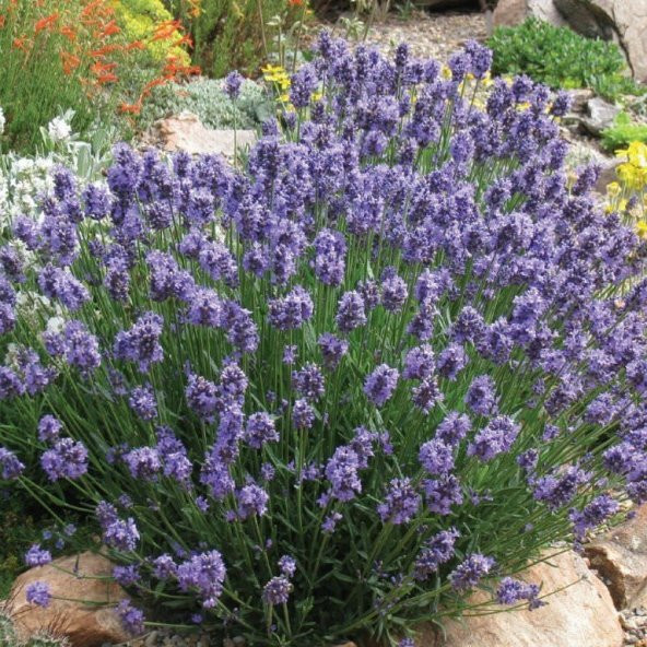 Mavi Hidcote Lavanta Tohumu 100 Tohum ürün görseli 1