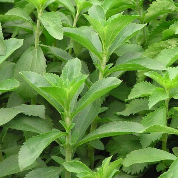 20 Adet Stevia Şeker Otu Tohumu ürün görseli 1